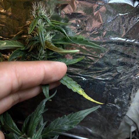 Sunset Sherbet Auto growlog timeline photo