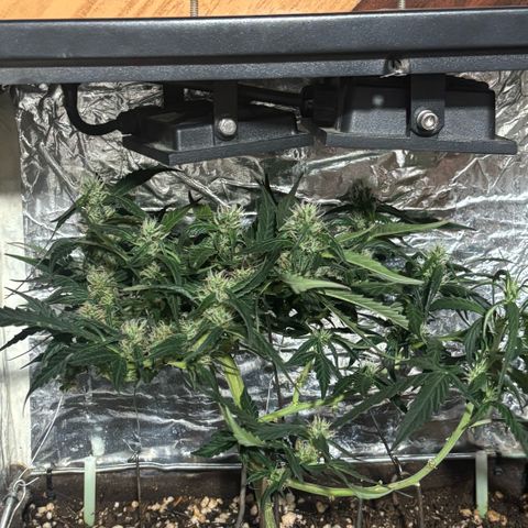 Sunset Sherbet Auto growlog timeline photo