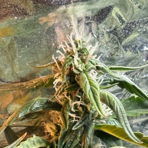 Sunset Sherbet Auto growlog timeline photo