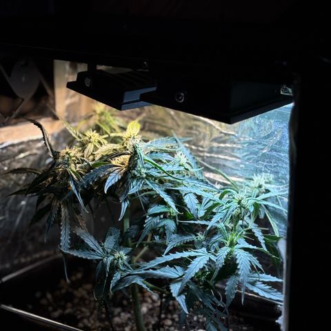 Sunset Sherbet Auto growlog timeline photo