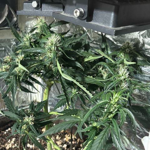 Sunset Sherbet Auto growlog timeline photo