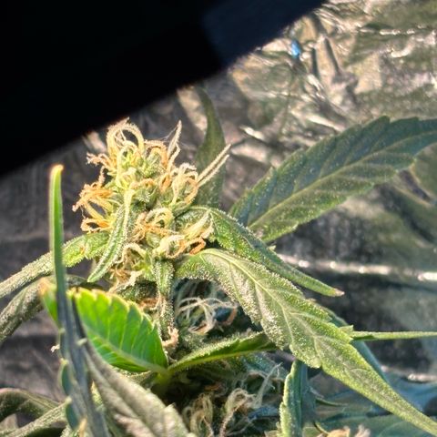 Sunset Sherbet Auto growlog timeline photo