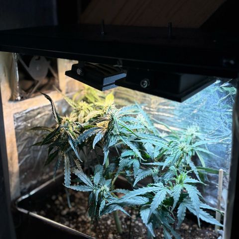 Sunset Sherbet Auto growlog timeline photo