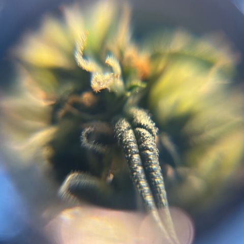 Sunset Sherbet Auto growlog timeline photo