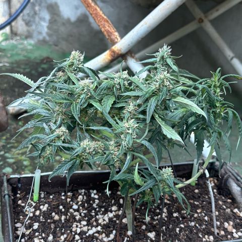 Sunset Sherbet Auto growlog timeline photo