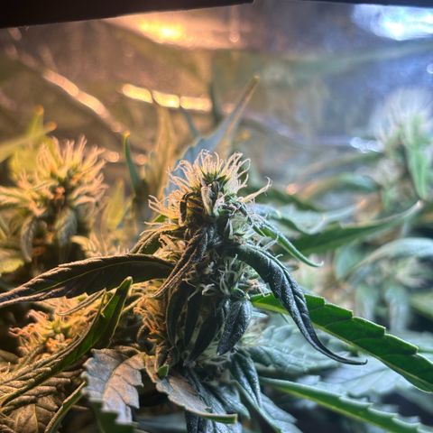 Sunset Sherbet Auto growlog timeline photo