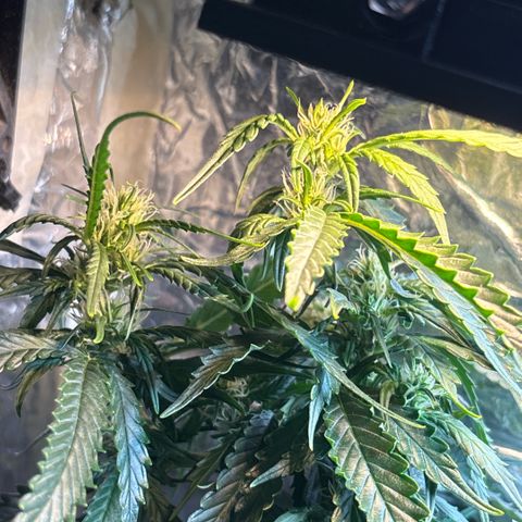 Sunset Sherbet Auto growlog timeline photo
