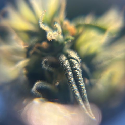 Sunset Sherbet Auto growlog timeline photo