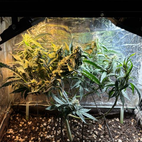Sunset Sherbet Auto growlog timeline photo
