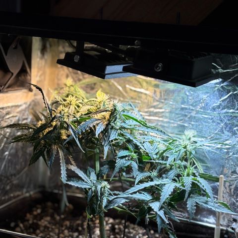 Sunset Sherbet Auto growlog timeline photo