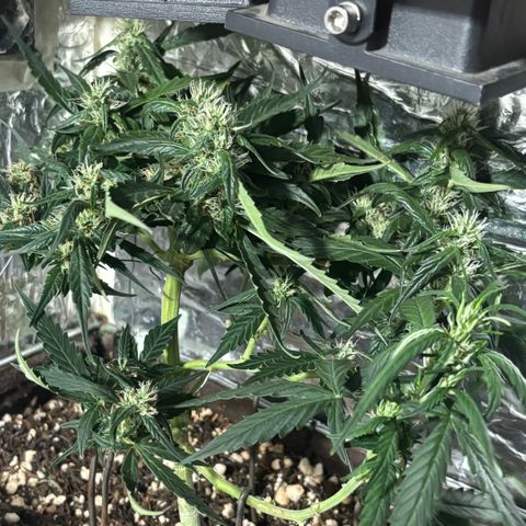 Sunset Sherbet Auto growlog timeline photo