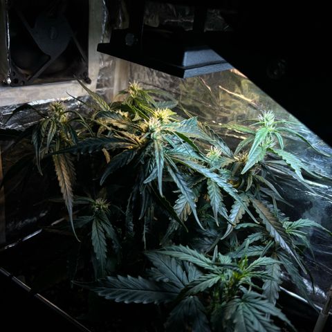 Sunset Sherbet Auto growlog timeline photo