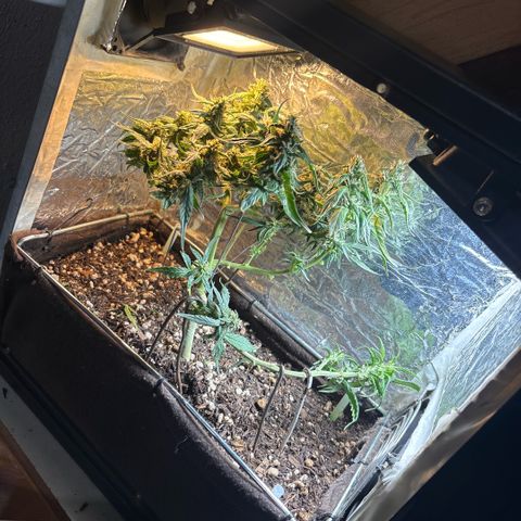Sunset Sherbet Auto growlog timeline photo
