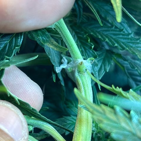 Sunset Sherbet Auto growlog timeline photo