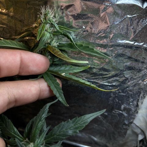 Sunset Sherbet Auto growlog timeline photo