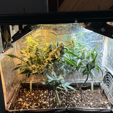 Sunset Sherbet Auto growlog timeline photo