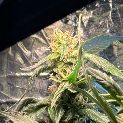 Sunset Sherbet Auto growlog timeline photo