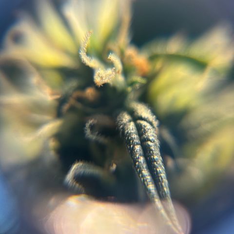 Sunset Sherbet Auto growlog timeline photo
