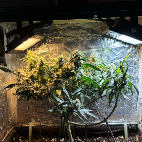 Sunset Sherbet Auto growlog timeline photo