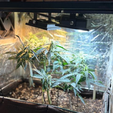 Sunset Sherbet Auto growlog timeline photo
