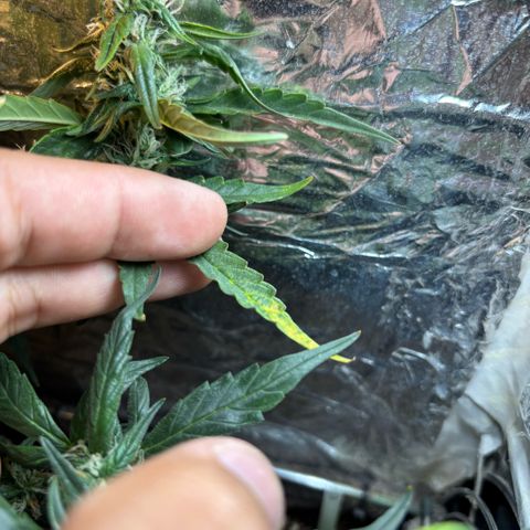 Sunset Sherbet Auto growlog timeline photo