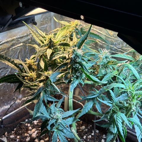 Sunset Sherbet Auto growlog timeline photo