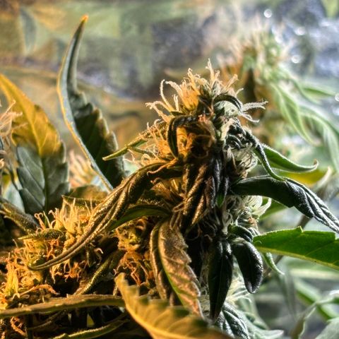 Sunset Sherbet Auto growlog timeline photo