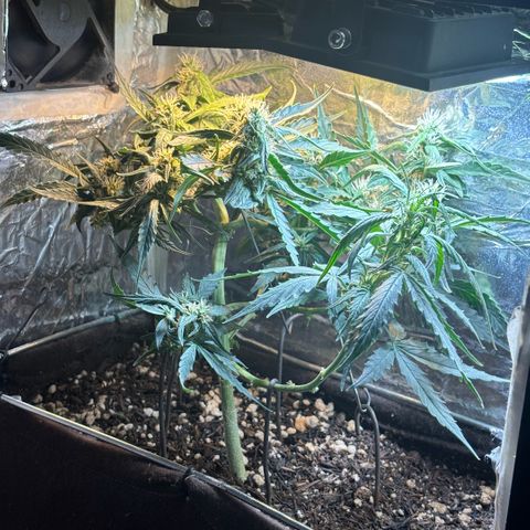 Sunset Sherbet Auto growlog timeline photo
