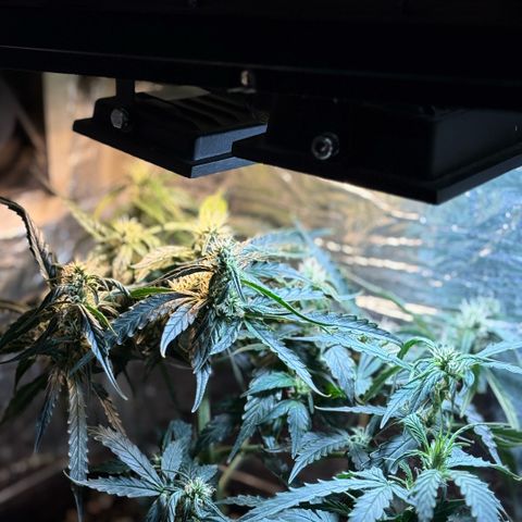 Sunset Sherbet Auto growlog timeline photo