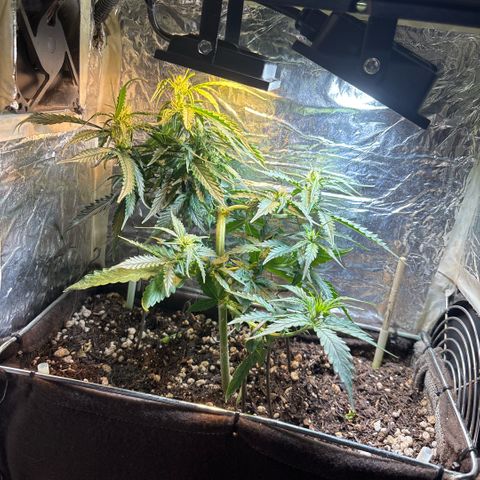 Sunset Sherbet Auto growlog timeline photo