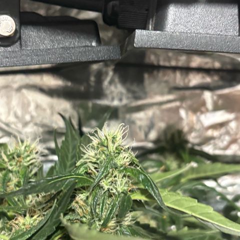 Sunset Sherbet Auto growlog timeline photo