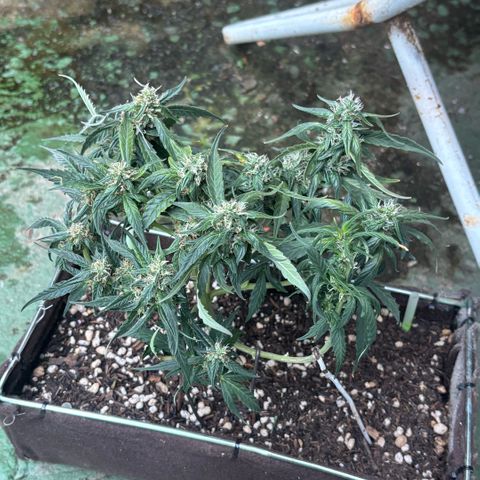 Sunset Sherbet Auto growlog timeline photo