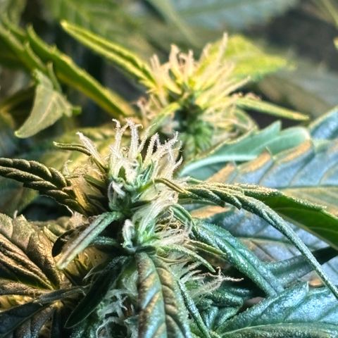 Sunset Sherbet Auto growlog timeline photo