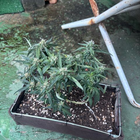Sunset Sherbet Auto growlog timeline photo