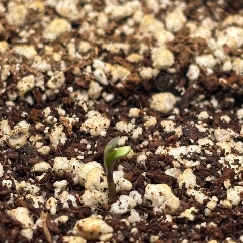 White Widow growlog timeline photo