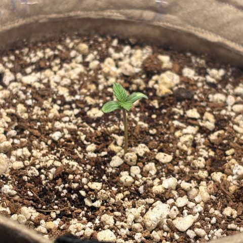 White Widow growlog timeline photo
