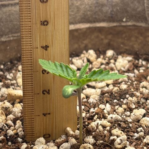 White Widow growlog timeline photo