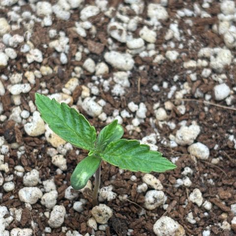 White Widow growlog timeline photo
