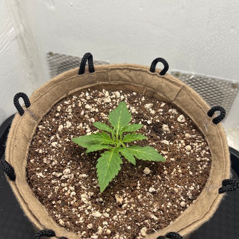 White Widow growlog timeline photo