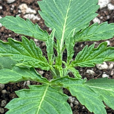 White Widow growlog timeline photo