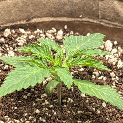 White Widow growlog timeline photo