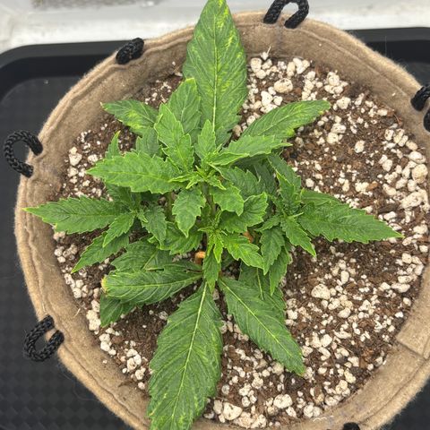 White Widow growlog timeline photo