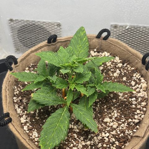 White Widow growlog timeline photo