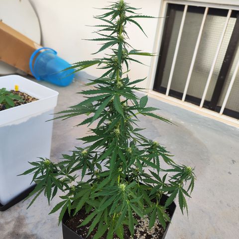 Permanent whitemarker  growlog timeline photo