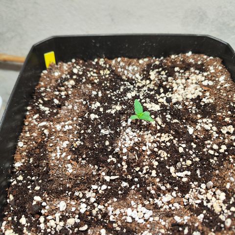 Permanent whitemarker  growlog timeline photo