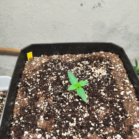 Permanent whitemarker  growlog timeline photo