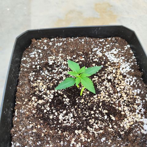 Permanent whitemarker  growlog timeline photo
