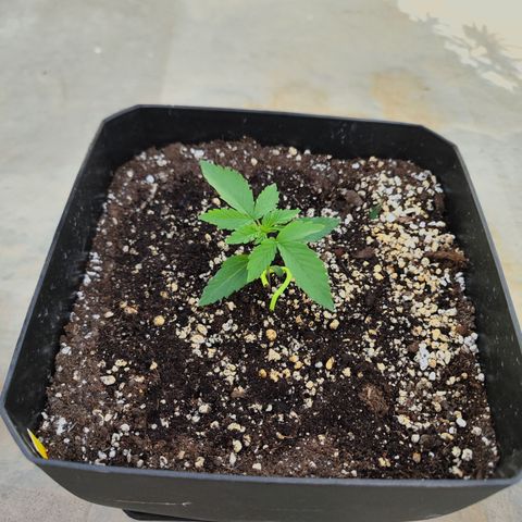 Permanent whitemarker  growlog timeline photo