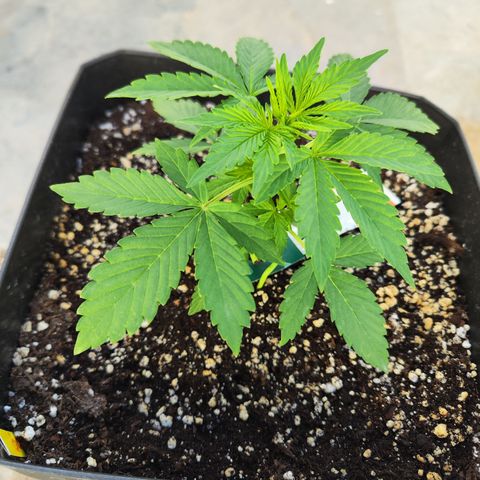 Permanent whitemarker  growlog timeline photo