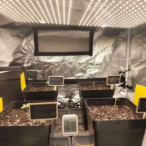 Banana Butter Cups growlog timeline photo